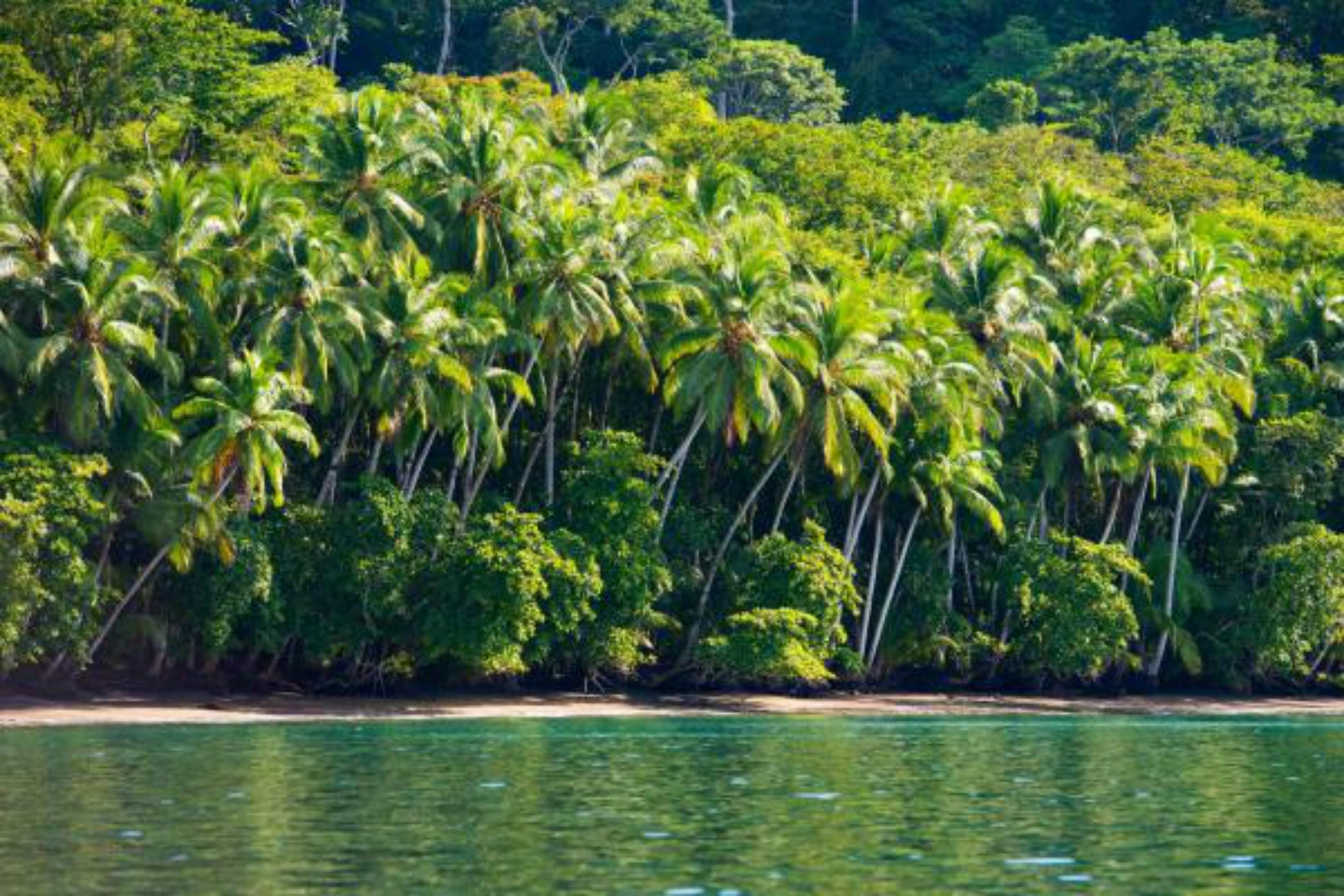 Playa Nicuesa Rainforest Eco Sanctuary โกลฟิโต ภายนอก รูปภาพ