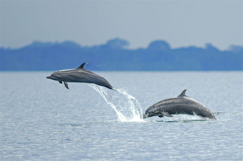 Playa Nicuesa Rainforest Eco Sanctuary โกลฟิโต ภายนอก รูปภาพ